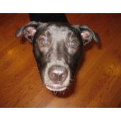 Beth Simmons's photo