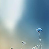 Roxana Schmidt de Mena's photo