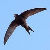 Olga Swift's photo