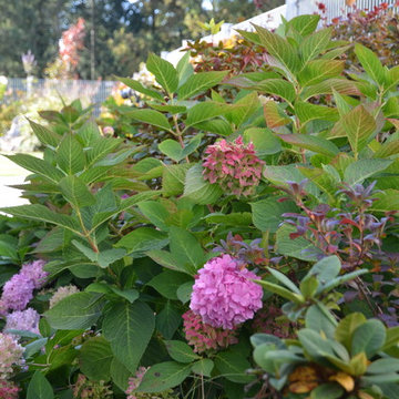 Border - Hortensien