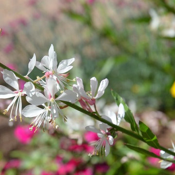 Great Design Plant: Gaura