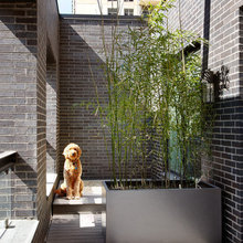 Dog Kennel