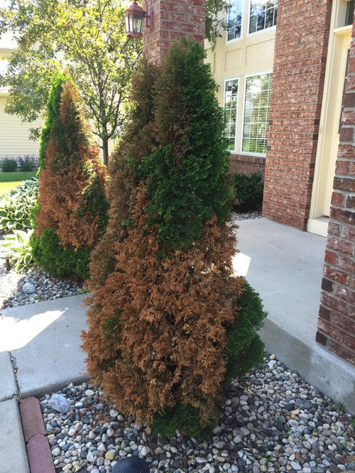 Evergreen trees seem to be dying