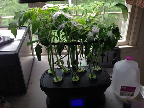 How to Transplant Aerogarden Tomato Plants 