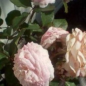Foto von Della Boynton