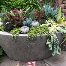 Succulents