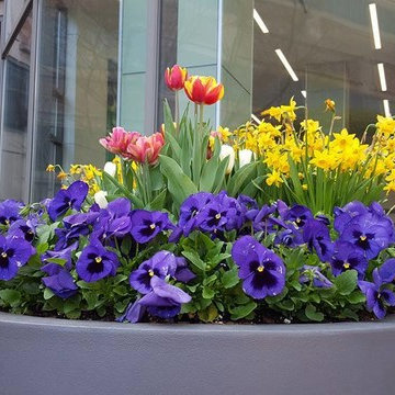 Spring Flowers