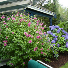Flowering Bush