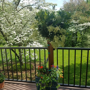 Dogwoods in their Glory