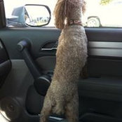 Julie Bell's photo