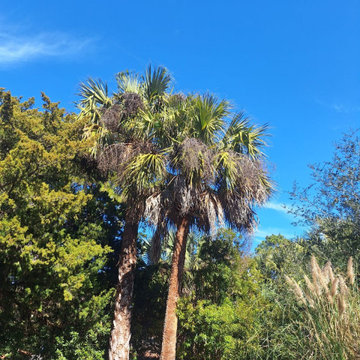 Palm Tree Trimming and Landscape Maintenance in Johns Island, SC