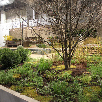 Natural Swimming Pool. 2014 Chicago Flower and Garden Show