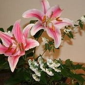 Vicky Buchholz's photo