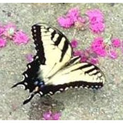 Sarah Lyberg's photo
