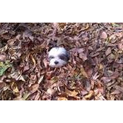 Mike Lynch's photo