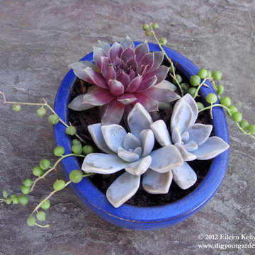 Succulent Arrangements in Containers