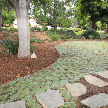 Drought Tolerant Ground Cover