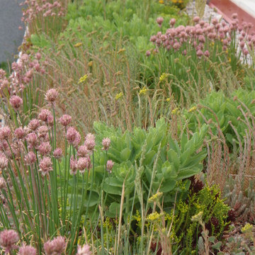 Green Roofs