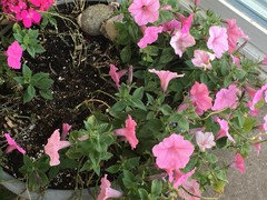 petunias indoors growing houseplants winter during
