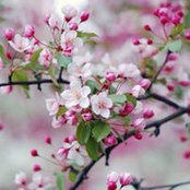 Soha Samaha Habib's photo