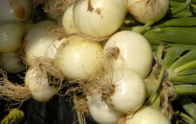 Cool-Season Vegetables: How to Grow Onions