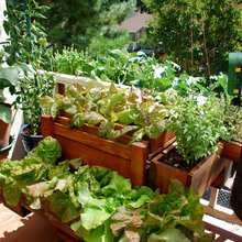 Salad deck gardens