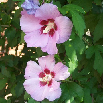 Annuals / Focal bed planting