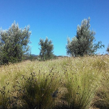 Ornamental Grasses