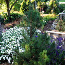 Pine in the Cottage Garden