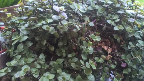 Help With Identifying This Plant Help With Identifying This Plant