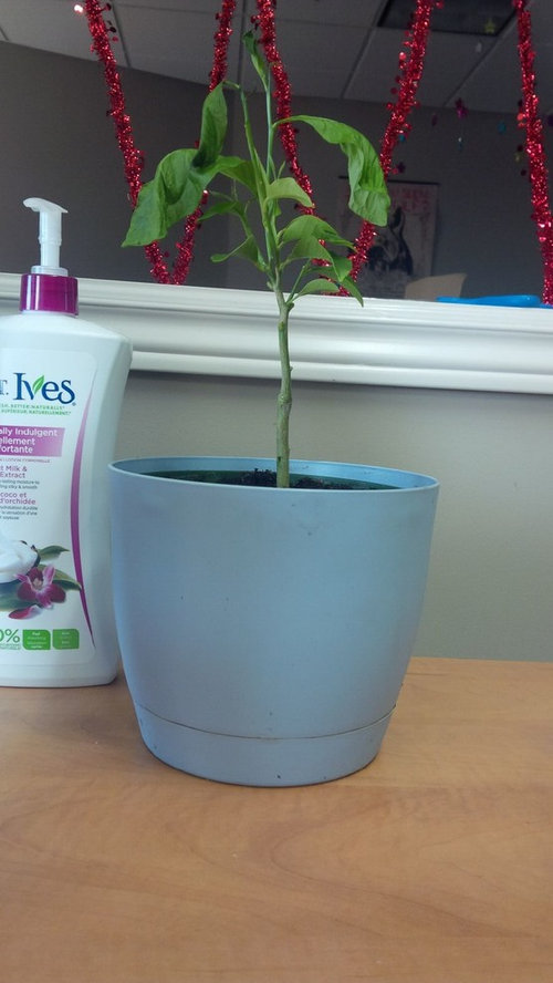 My potted lemon tree is wilting