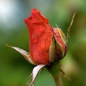 Roses Arered's photo