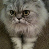 Jesse Ting's photo