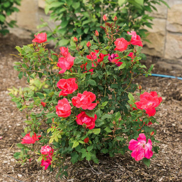 Rose Bush