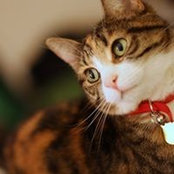 Photo de Rainbow Chou