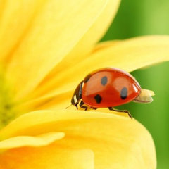 Lady Bug Designs