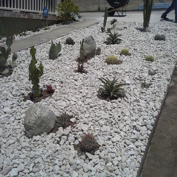 Fun(ky) Cactus Garden!