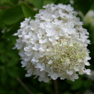 Garten in weiß