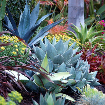 Succulent garden