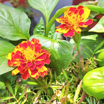BALCONY GARDEN - an Edible and Ornamental Garden in the Sky