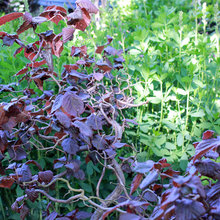 elaine's garden ideas
