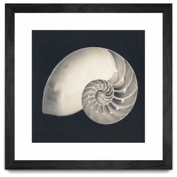 "Shell I" Matted and Framed, 36"x36"