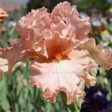 Iris 2019 - Plavi - Mid America