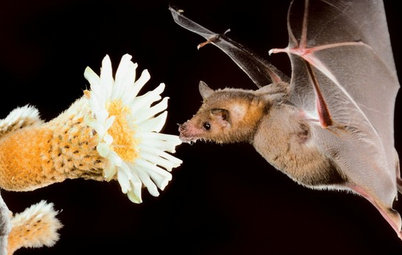 The Truth About Bats: 3 Reasons to Love Them