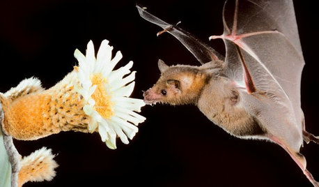 The Truth About Bats: 3 Reasons to Love Them