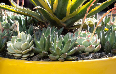 3 Steps to Creating Quick, Easy and Colorful Succulent Containers