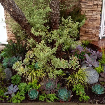 Moonray Succulent Garden