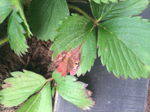 Strawberry Plants