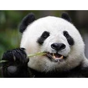 Jay Lefkowitz's photo