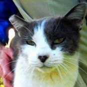 Elliott Happycat's photo